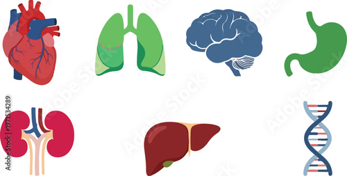 Set of human internal organs including heart, lungs, brain, stomach, kidneys, liver, and dna strand.