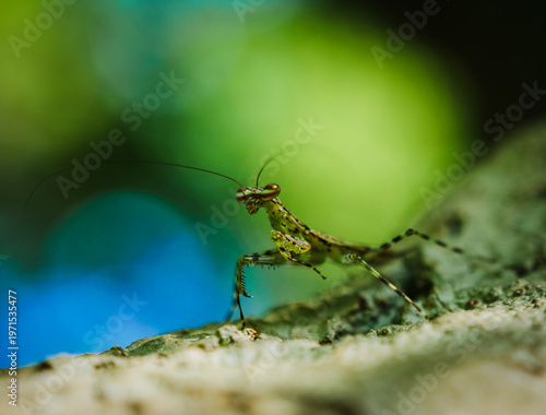 Fotografie Intricate details of a cryptic mantis, a hidden gem discovered while on a centra