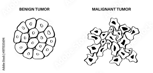 Cells structure sketch