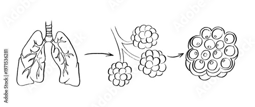 Cells structure sketch
