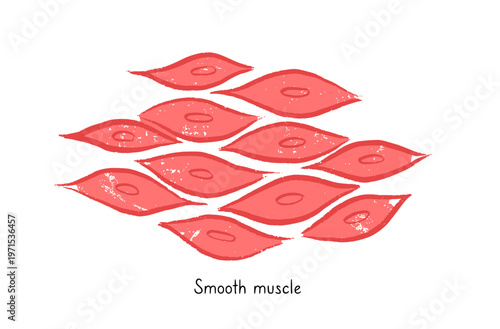 Cells structure sketch