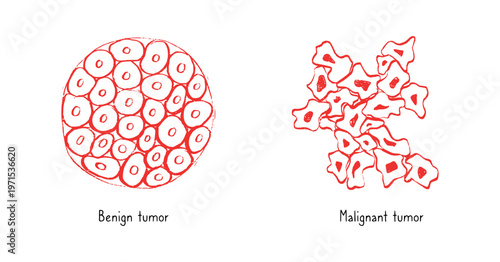 Cells structure sketch