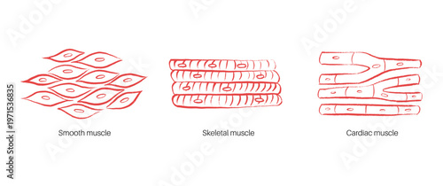 Cells structure sketch