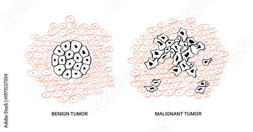 Cells structure sketch