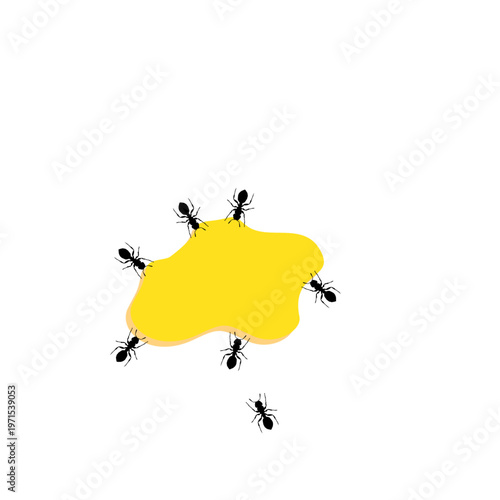 A Group of Black Ants Eating Drops of Honey