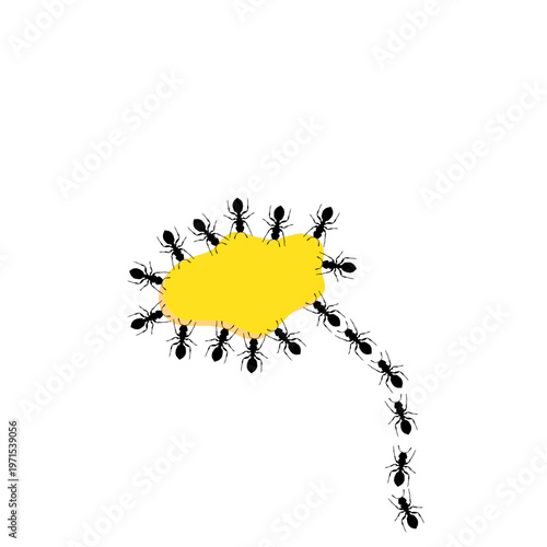 A Group of Black Ants Eating Drops of Honey