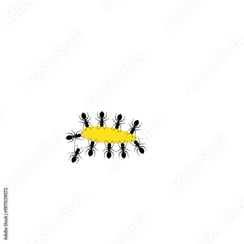 A Group of Black Ants Eating Drops of Honey