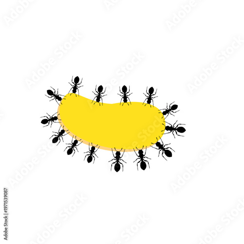 A Group of Black Ants Eating Drops of Honey