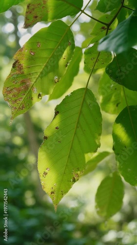 Sunlight Filtering Through Leaves in Forest