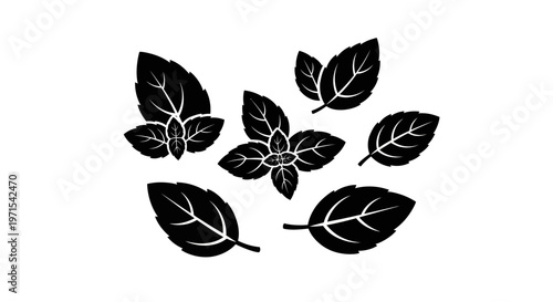 Black Basil Leaves Silhouette, Fresh Herb Collection, Isolated Graphic Element