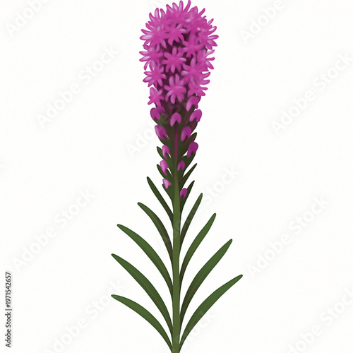 Purple liatris blazing star flower vertical floral vector design