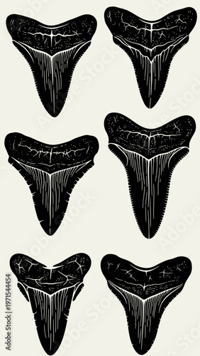 Fossilized Shark Teeth Collection - Ancient Predator Illustration
