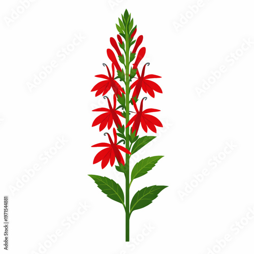 Red spike flower vertical botanical vector nature design