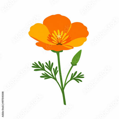 Orange california poppy flower botanical vector design