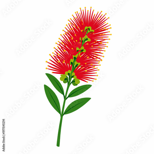 Принти на полотні Red bottlebrush flower tropical botanical vector illustration