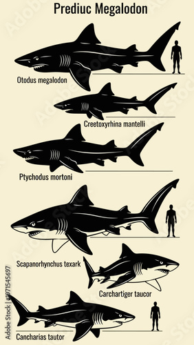 Megalodon Shark Size Comparison with Humans - Extinct Predator Anatomy
