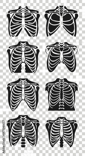 Rib Cage Anatomy Set: Chest X-ray Styles and Medical Illustration