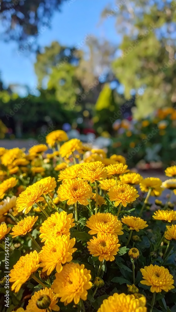Obraz premium Vibrant Yellow Chrysanthemums Blooming in a Sunny Garden.