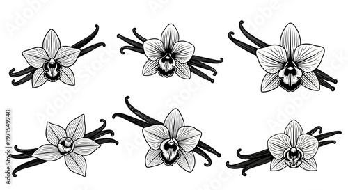 Vanilla Orchid Flowers and Pods - Hand Drawn Vector Illustration