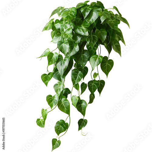 Heart shaped green ivy plant with trailing vines on transparent background. png