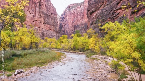 Scenic footage of the Virgin River flowing through Zion Canyon with vibrant yellow autumn foliage on the cottonwood trees along the riverbank. The towering red sandstone cliffs of Zion National Park, 
