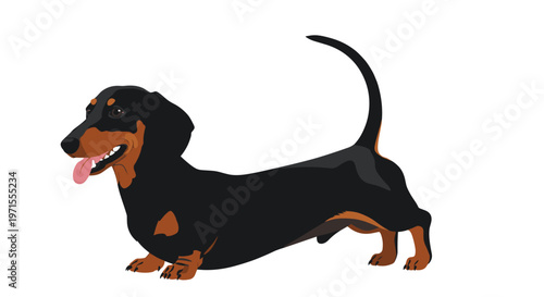 Detailed profile illustration of a cute black and tan dachshund dog standing with its pink tongue out and tail wagging.