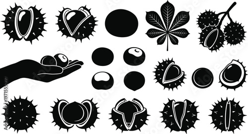 Set of horse chestnut silhouettes with spiky shells, autumn leaves, nut clusters, and hand holding nuts isolated on white background for nature and forest designs.