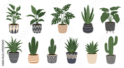 Diverse collection of indoor potted house plants including various species of green leafy plants succulents and tall cacti in decorative pots.