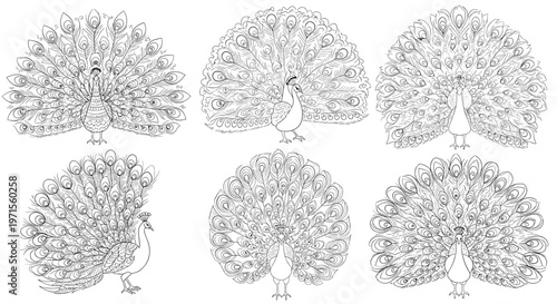 Collection of detailed black and white peacock sketches showing the birds in various regal poses with their large tail feathers fully fanned out.