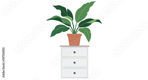 Large green houseplant with wide leaves in a clay pot sitting on a white modern chest of drawers for home interior.