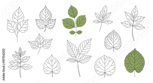 Collection of various botanical leaf sketches includes detailed line art drawings and a few colored examples on a white background.