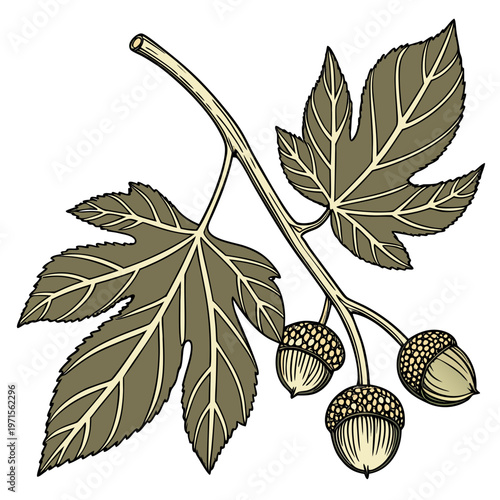 Botanical Leaf Study Vector