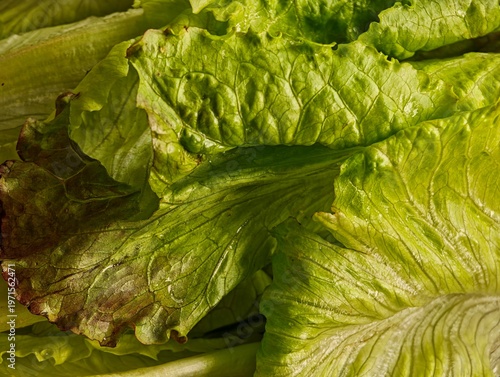 Close Up of Fresh Green Lettuce Leaves in Natural Window Light, Abstract Texture of Arabic Lettuce with Different Green Shades