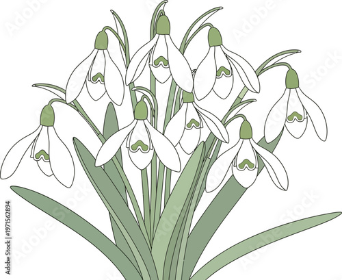 Title a delicate bouquet of snowdrops a watercolor illustration of spring flowers description a beautiful detailed watercolor painting depicts a cluster of
