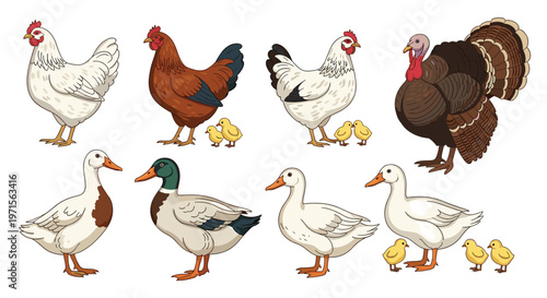 Set of domestic farm birds featuring chickens, turkeys, ducks, and geese with their young chicks and ducklings in a detailed illustration.