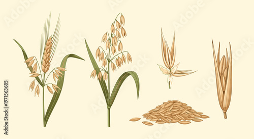 Detailed botanical illustration of various cereal crops including wheat and oats with their individual grains and seed heads.