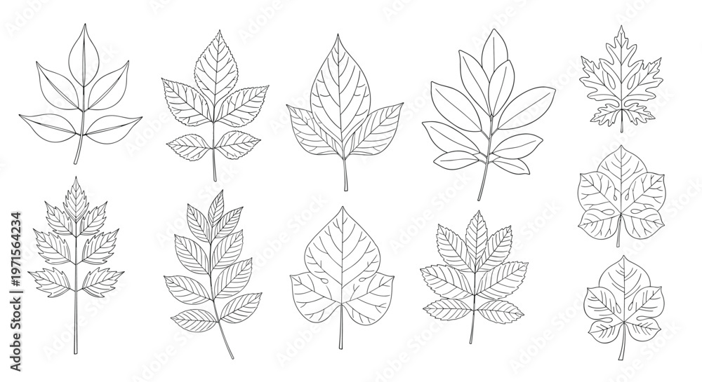Fototapeta premium Detailed collection of various leaf types and shapes rendered in a minimalist black and white line art or stippling style.