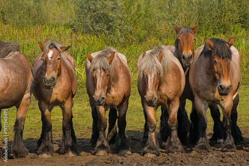 Φωτογραφία group of brown Belgian draft horses in a sunny meadow in Bougoyen nature reserve