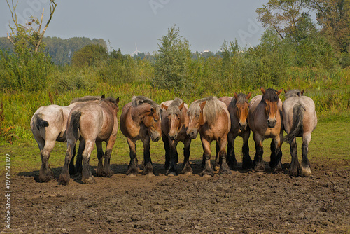 Fotografie group of brown Belgian draft horses in a sunny meadow in Bougoyen nature reserv