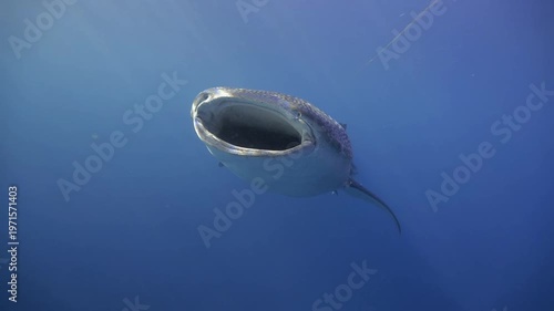 Whale Shark Swimming with Open Mouth Underwater