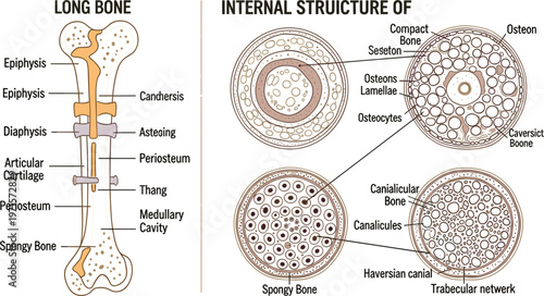 Long Bone Anatomy and Internal Bone Structure Diagram Showing Compact Bone, Spongy Bone, Osteon, Haversian Canal, and Medullary Cavity for Medical Education Vector Illustration
