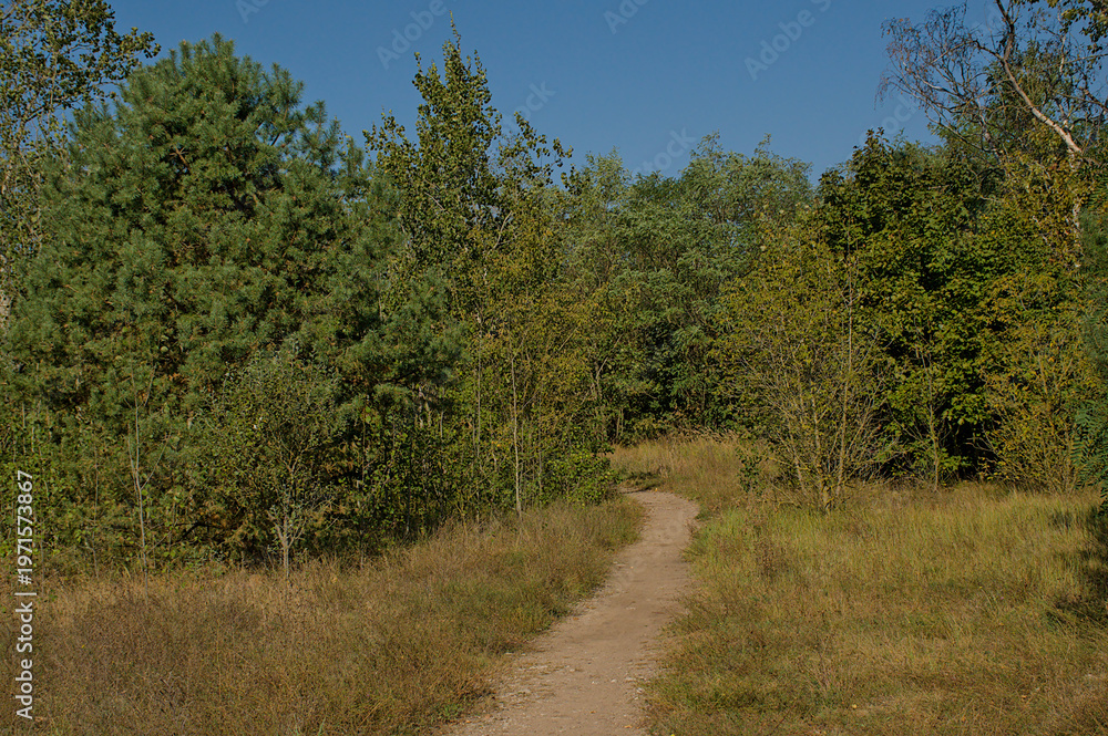 Obraz premium hiking trail through a sunny summer forest in Volkspark Wulheide in Berlin, Germany 