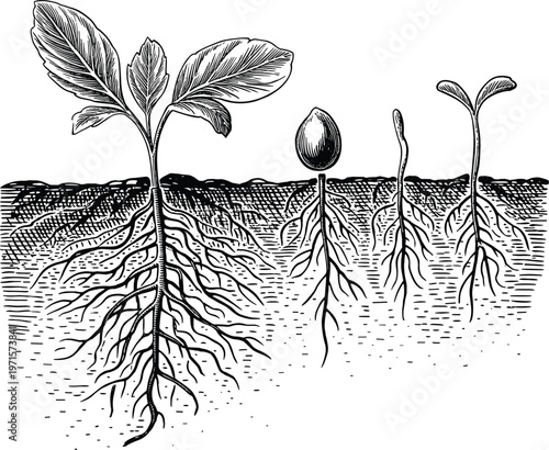 Plant growth stages illustration showing seed germination root development and seedling progression underground roots system botanical diagram isolated on white background vintage engraving style