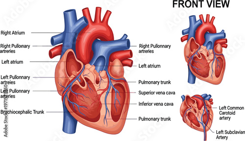 Human Heart Anatomy Front View Diagram with Labeled Atrium, Pulmonary Arteries, Vena Cava, and Major Blood Vessels Medical Vector Illustration