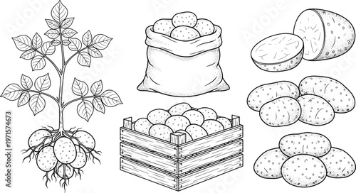 Potato plant illustration, harvest sack artwork, crate of potatoes vector, cut vegetable design, farming crop drawing, agricultural food graphic composition