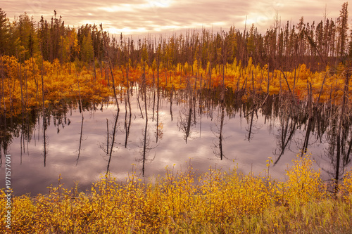 Fotografie looking out over boggy area with pond, Northern Saskatchewan, Canada