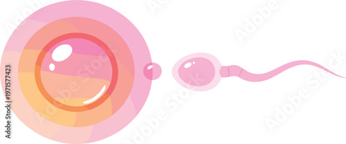 Human Fertilization Concept Illustration Showing Sperm Cell Approaching Egg Ovum for Reproductive Biology, IVF, Pregnancy, and Medical Science Education Vector