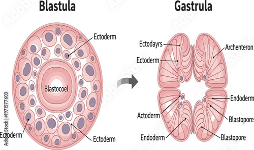 Blastula and Gastrula Embryonic Development Diagram Showing Ectoderm, Endoderm, Blastocoel, and Blastopore Structure in Early Animal Embryology Biology Education Vector