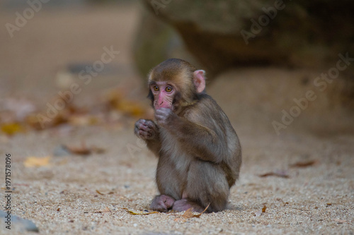 Wallpaper Mural 高崎山自然動物園のニホンザル Torontodigital.ca