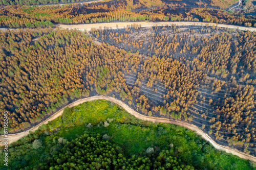 Slika na platnu Aerial View of Forest Fire Aftermath Showing Burned and Green Zones The Concept